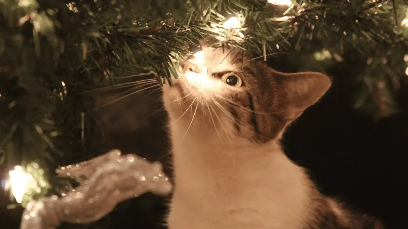 Chat qui renifle un sapin de Noël