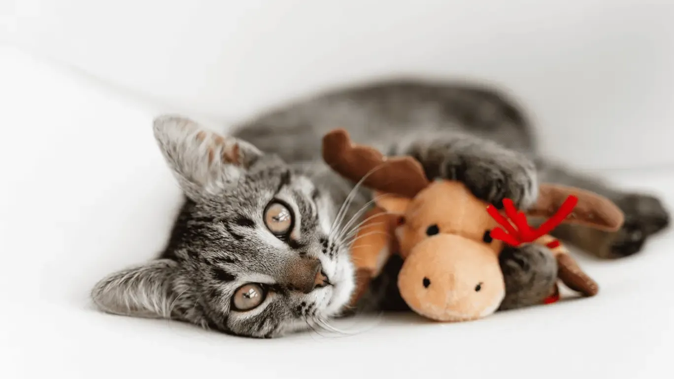 Chat avec un renne en peluche