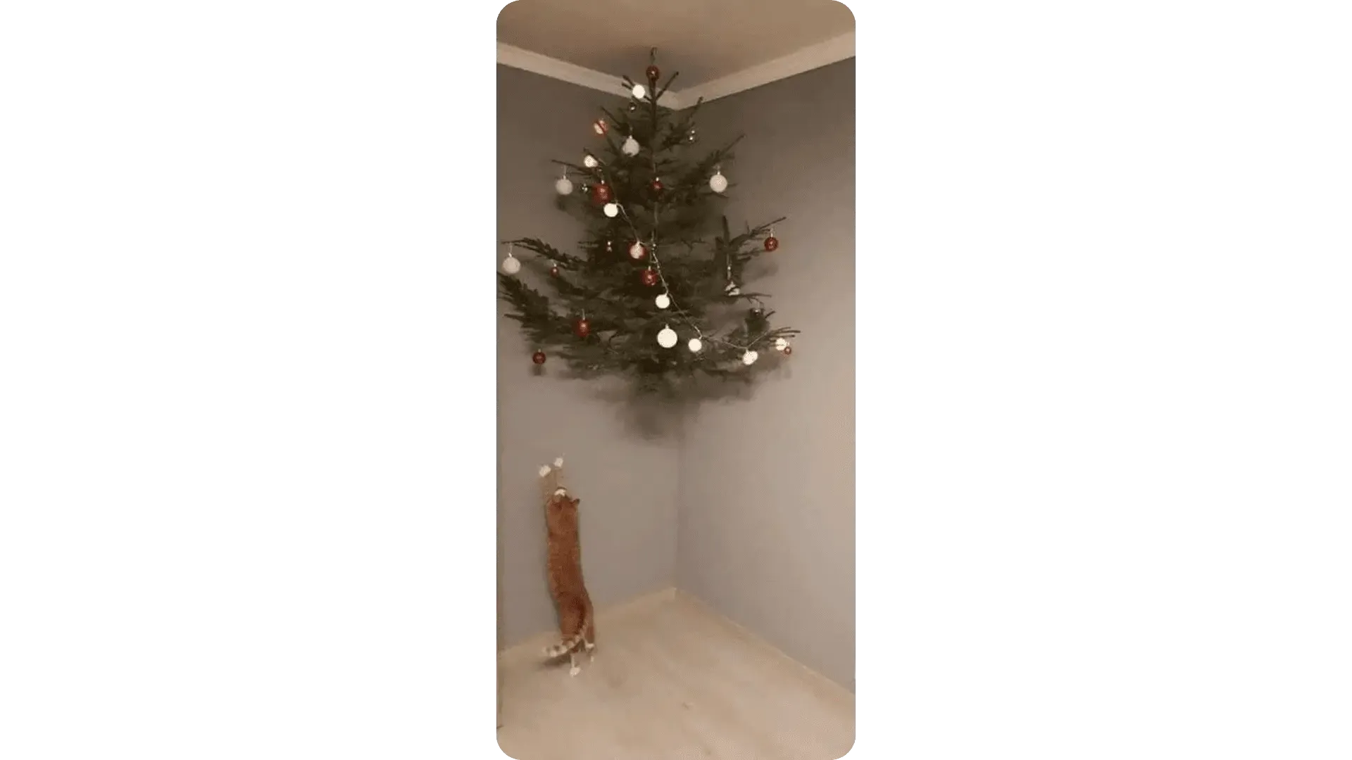 Chat roux dressé sur ses pattes arrière sous un sapin de Noël fixé au mur