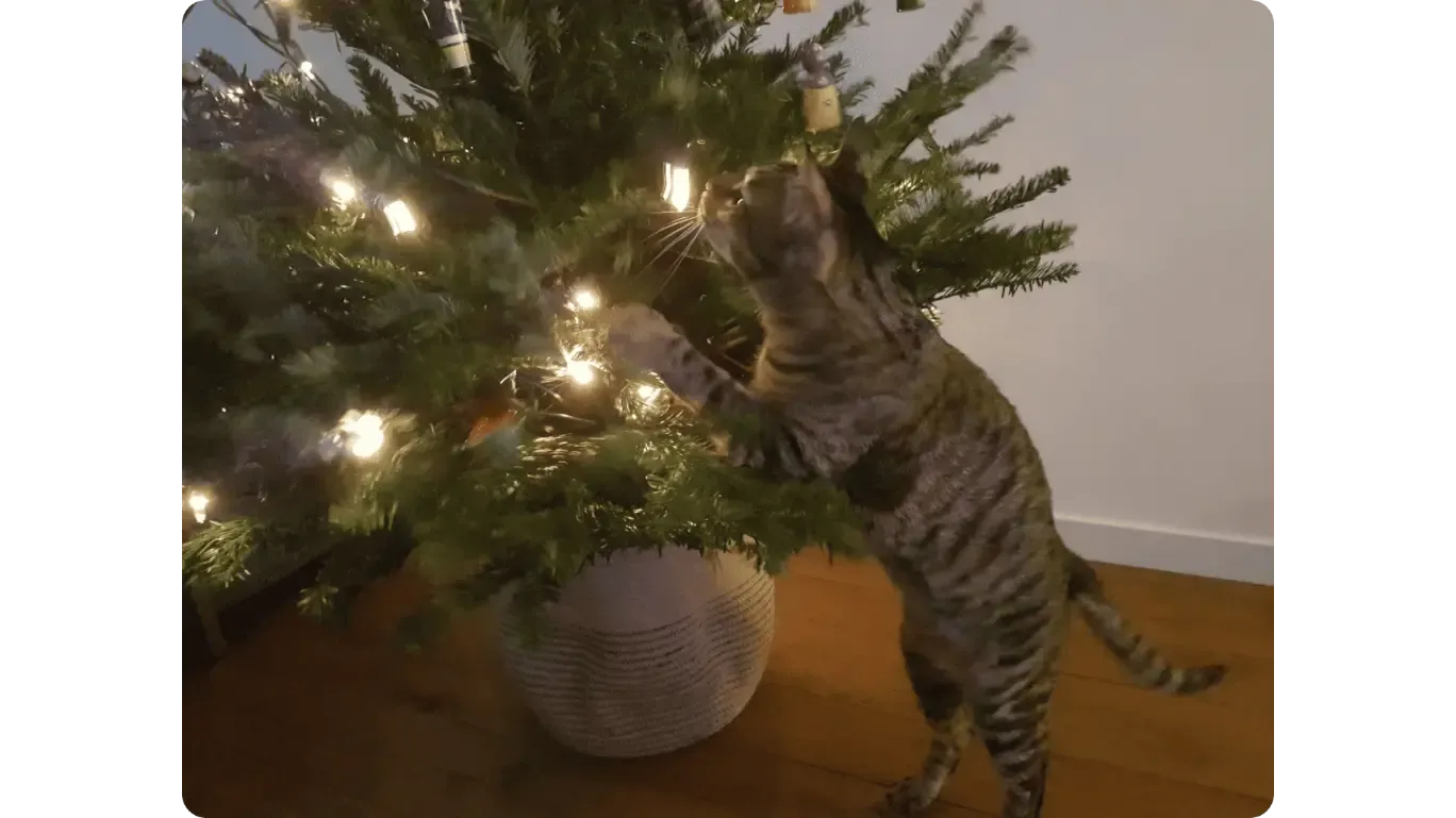 Leilo devant le sapin de Noël
