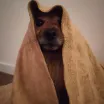 Zorro, un petit chien roux, enroulé dans une serviette.
