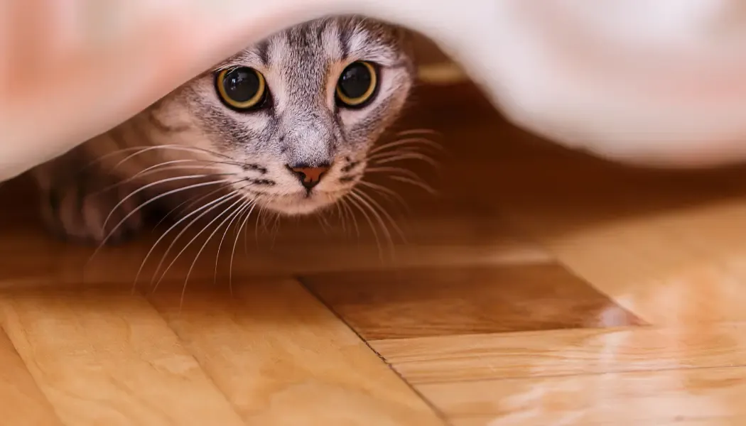 Chat tigré caché sous un meuble, les yeux grands ouverts