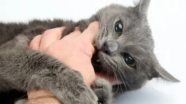 Chat gris qui mordille la main de son humain