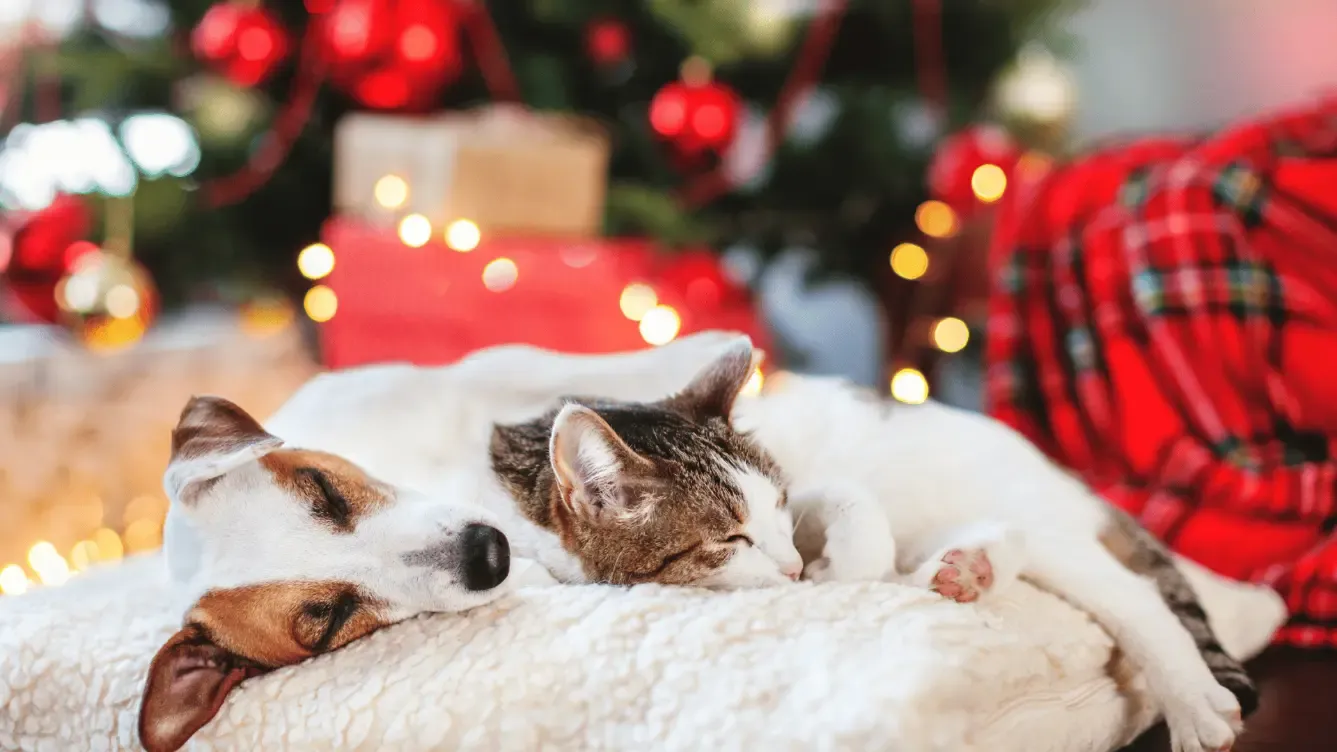 Chien et chat endormis côte à côte devant un sapin de Noël