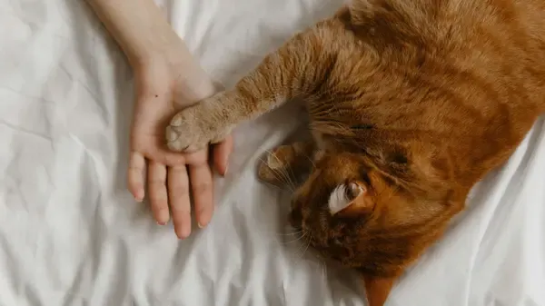 Main posée sur un chat apaisé