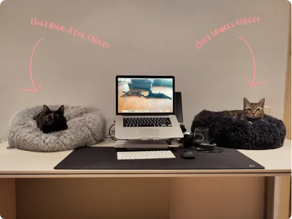 Un bureau avec un ordinateur portable, Maya et Leilo installés chacun dans un panier de part et d'autre de l'écran.